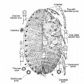   Pseudococcus nakaharai  
 Illustration by Gimpel amp; Miller 